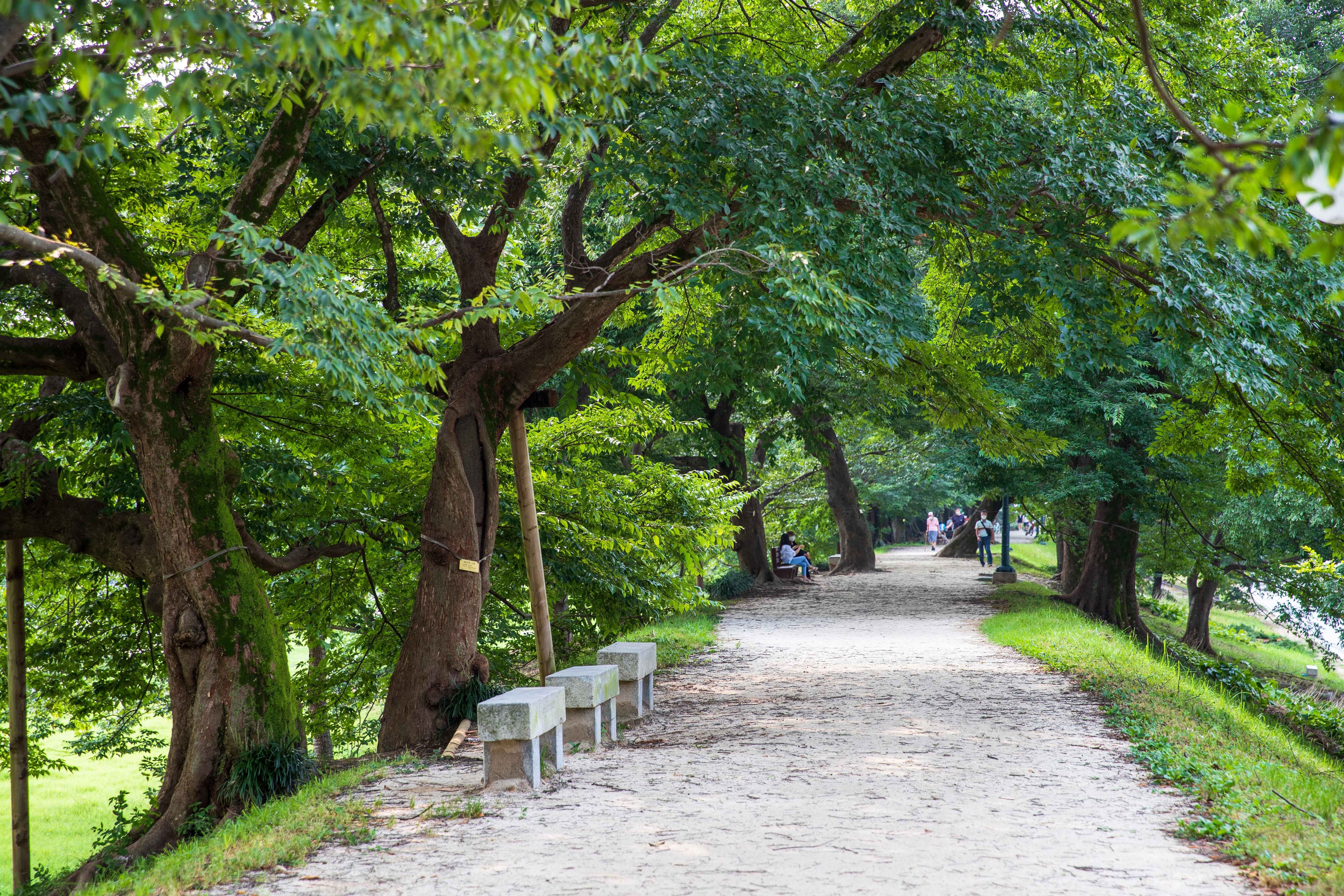 담양 관방제림 사진