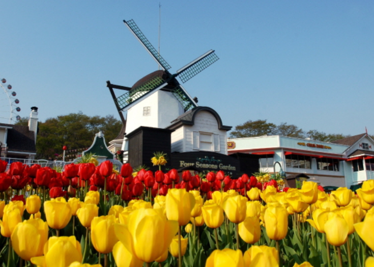 에버랜드 튤립축제