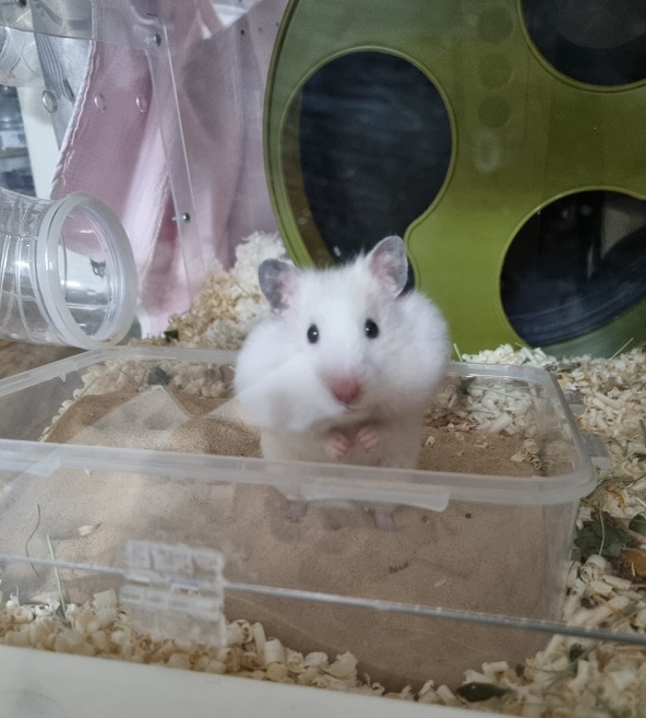 우유