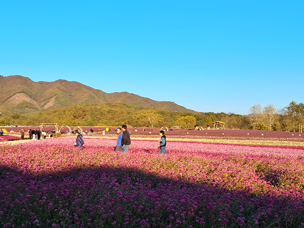 철원 고석정꽃밭 온천여행꿀팁