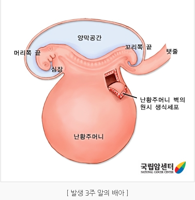 발생 3 주말의 배아