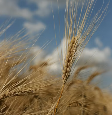 카무트 효소 효능 및 먹는법 총정리