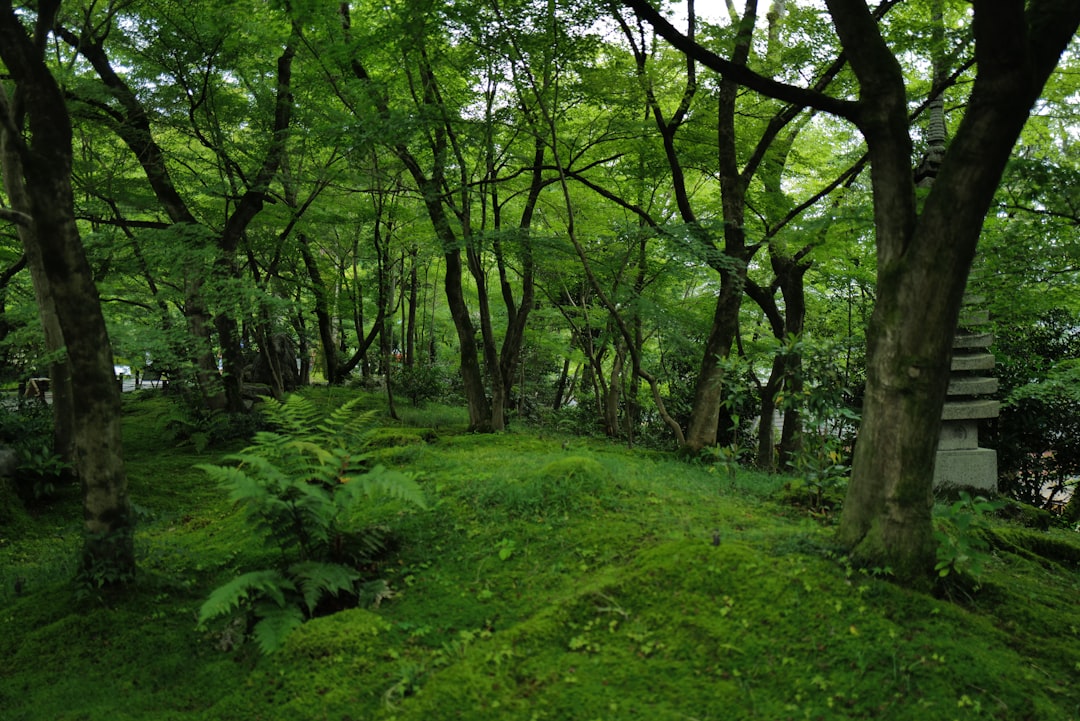 recreational forest