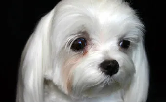 눈물이 자주 나는 이유에 대한 안과정보_21