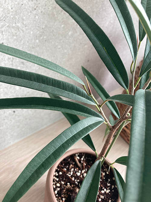 알리고무나무_물주기_키우기