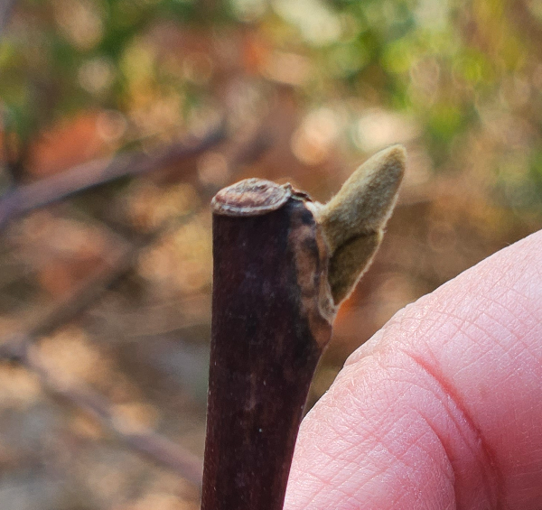쪽동백나무 겨울눈