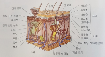 피부구조