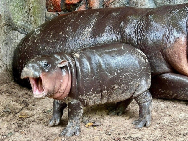 태국 아기 하마 무댕