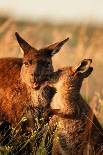캥거루 섬 (Kangaroo Island)