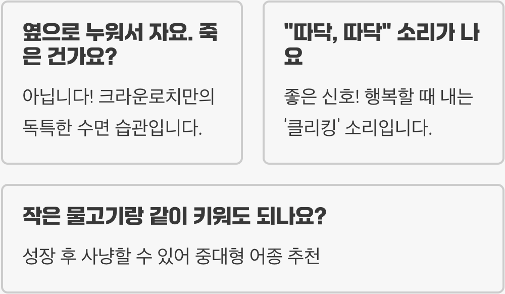 크라운로치 키우기 A to Z (어항, 먹이, 수질 관리)