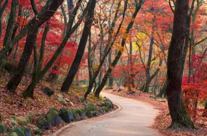 용문사3
