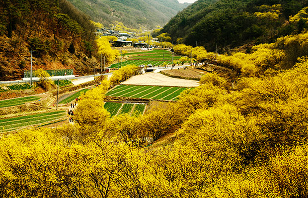 봄 여행지 추천 - 산수유 명소, 3월 여행하기 좋은곳