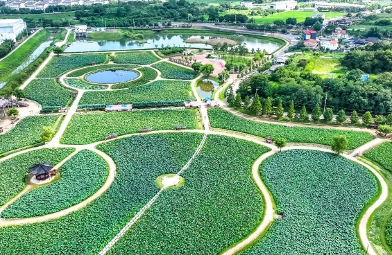 함안 아라연꽃테마공원