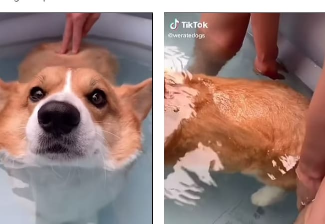 웰시 코기의 버블 엉덩이의 놀라운 능력 VIDEO: Adorable videos reveal that corgi butts float in water