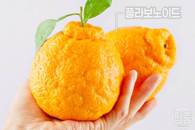 혈관에 좋은 과일 혈행개선제 음식 추천 한라봉 천혜향