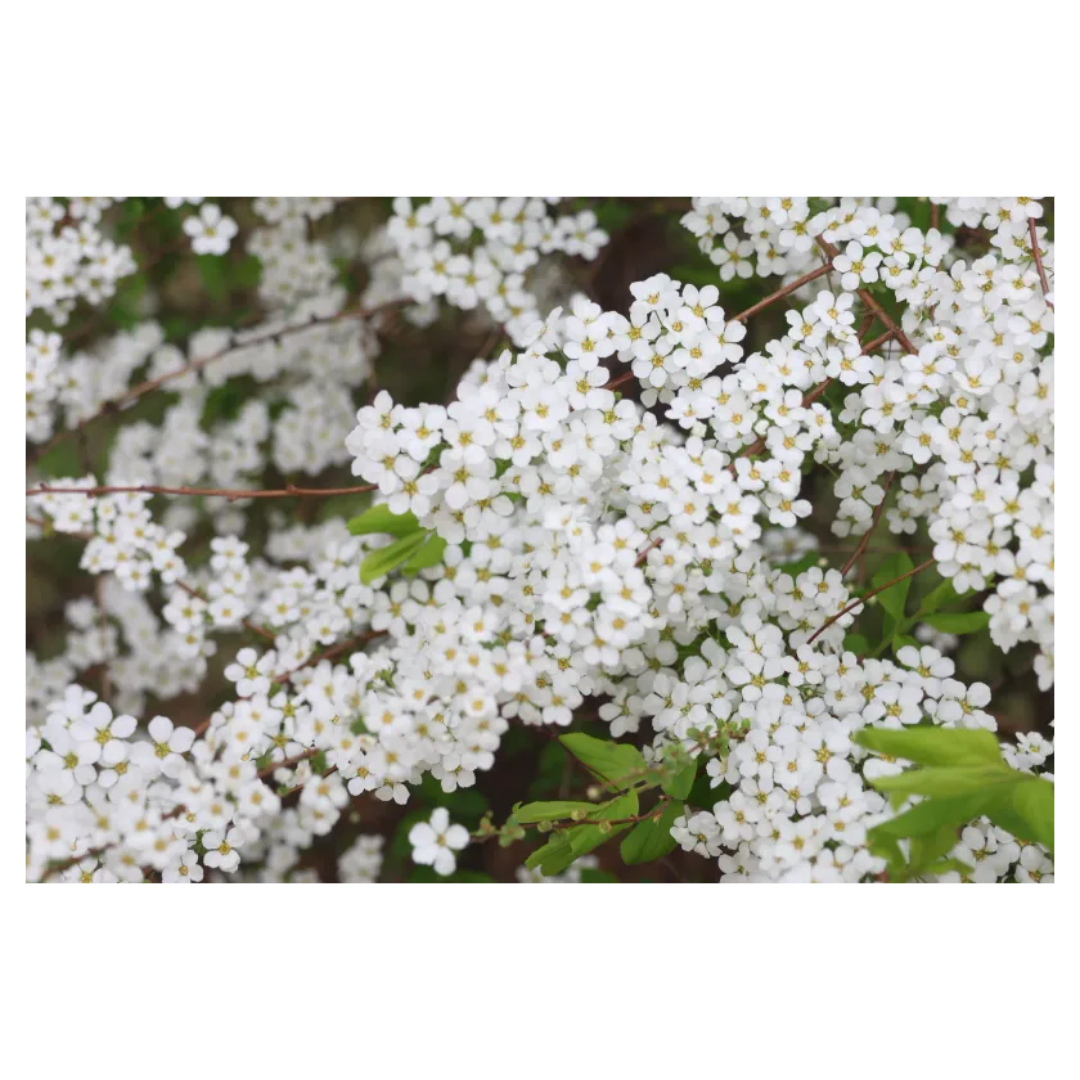 맥문동과 관련된 사진입니다.