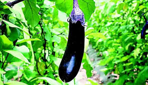 가지요리 맛있게 하는법