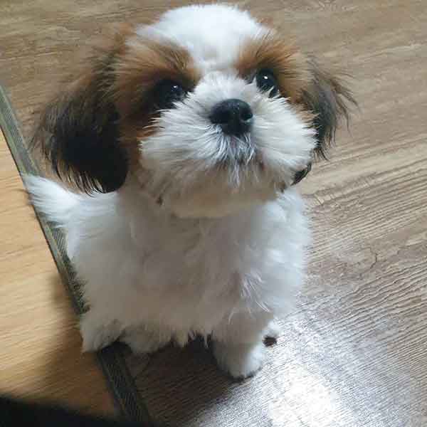 시츄