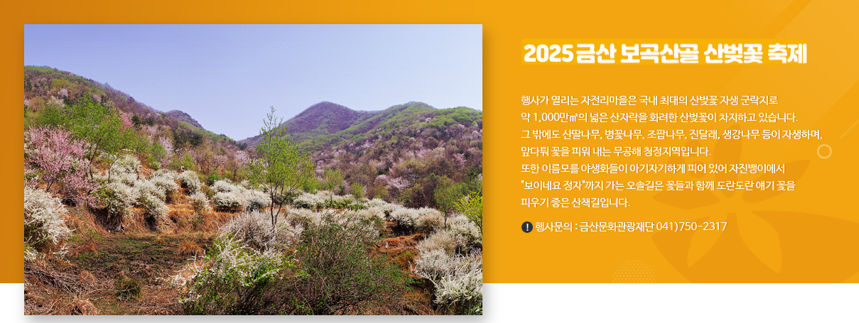 2025 금산 보곡산골 산벚꽃축제 일정 맛집 주차 꿀팁 정리