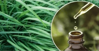 팔마로사 허브와 팔마로사 에센셜 오일