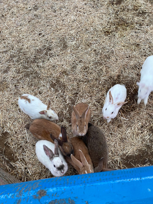 강릉 옥계 쌍둥이동물농장