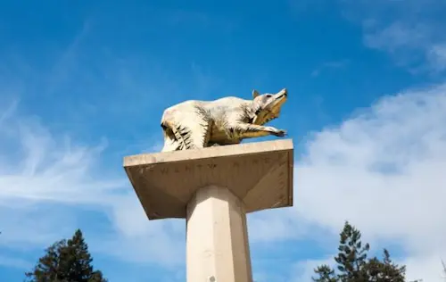 UC 버클리의 상징 Golden Bears