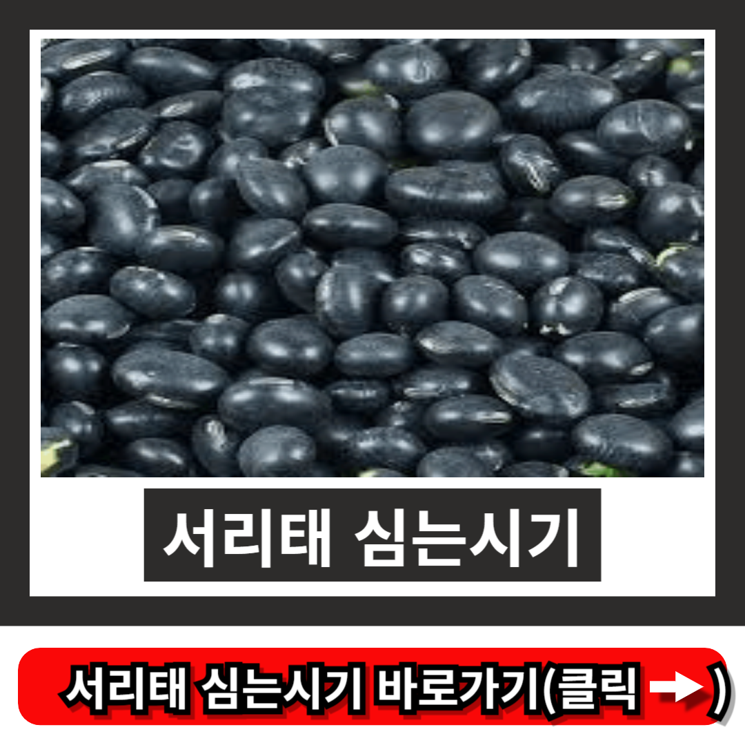서리태 심는시기
