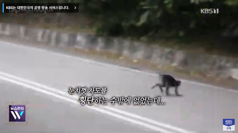 도로에서의 동물 구조