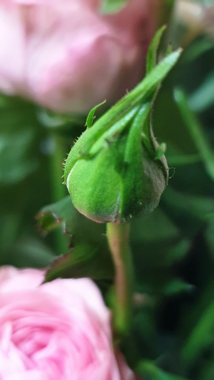 스마트 농업과 AI의 결합 &ndash; 미래의 농업 혁신