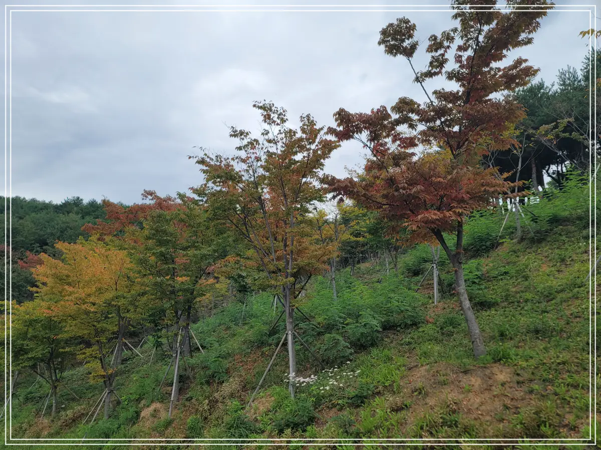 양양-낙산사-산불피해-기증나무들