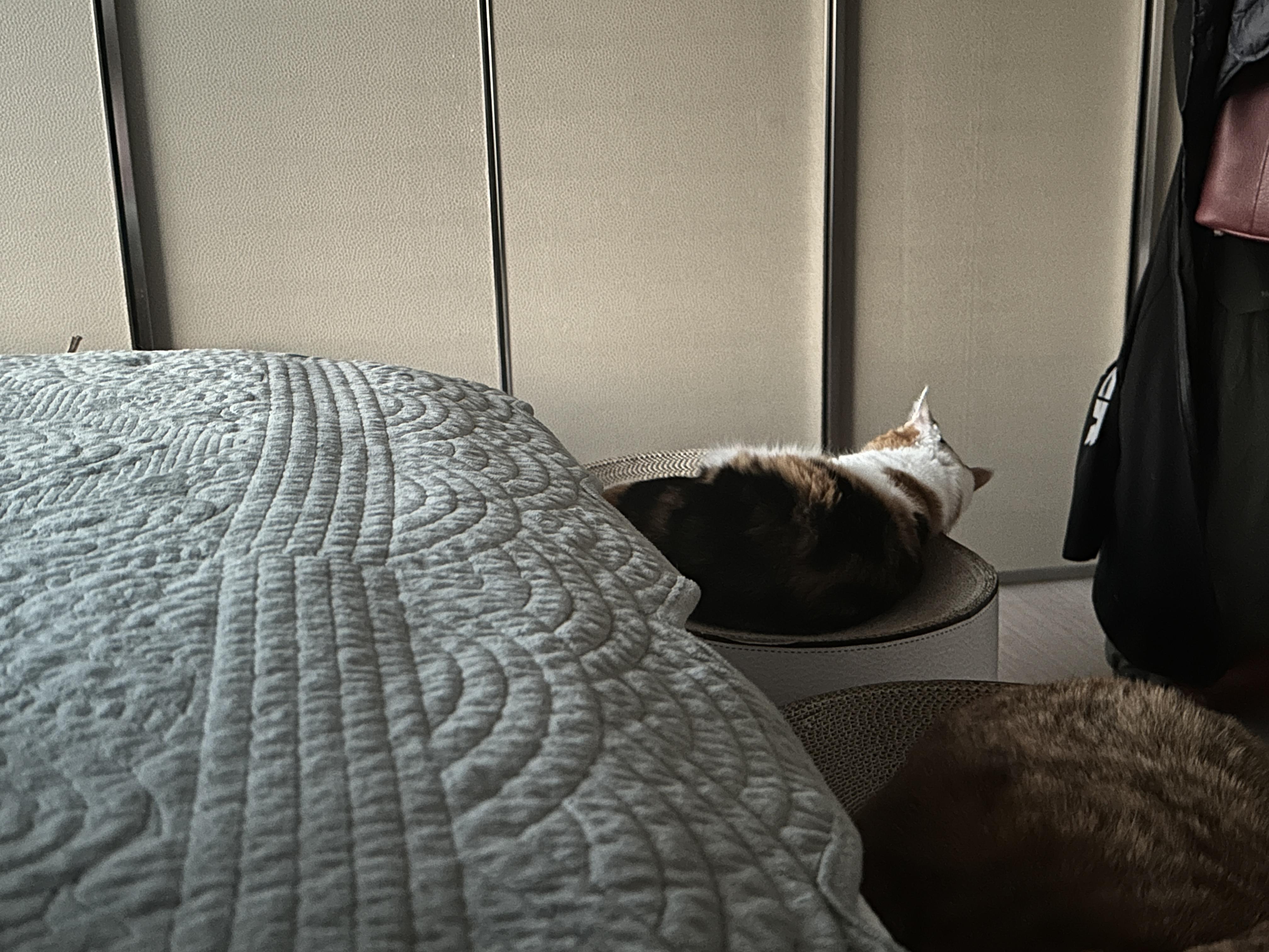 침대옆_스크래쳐_위에_돌아누워_있는_삼색이_고양이_요미