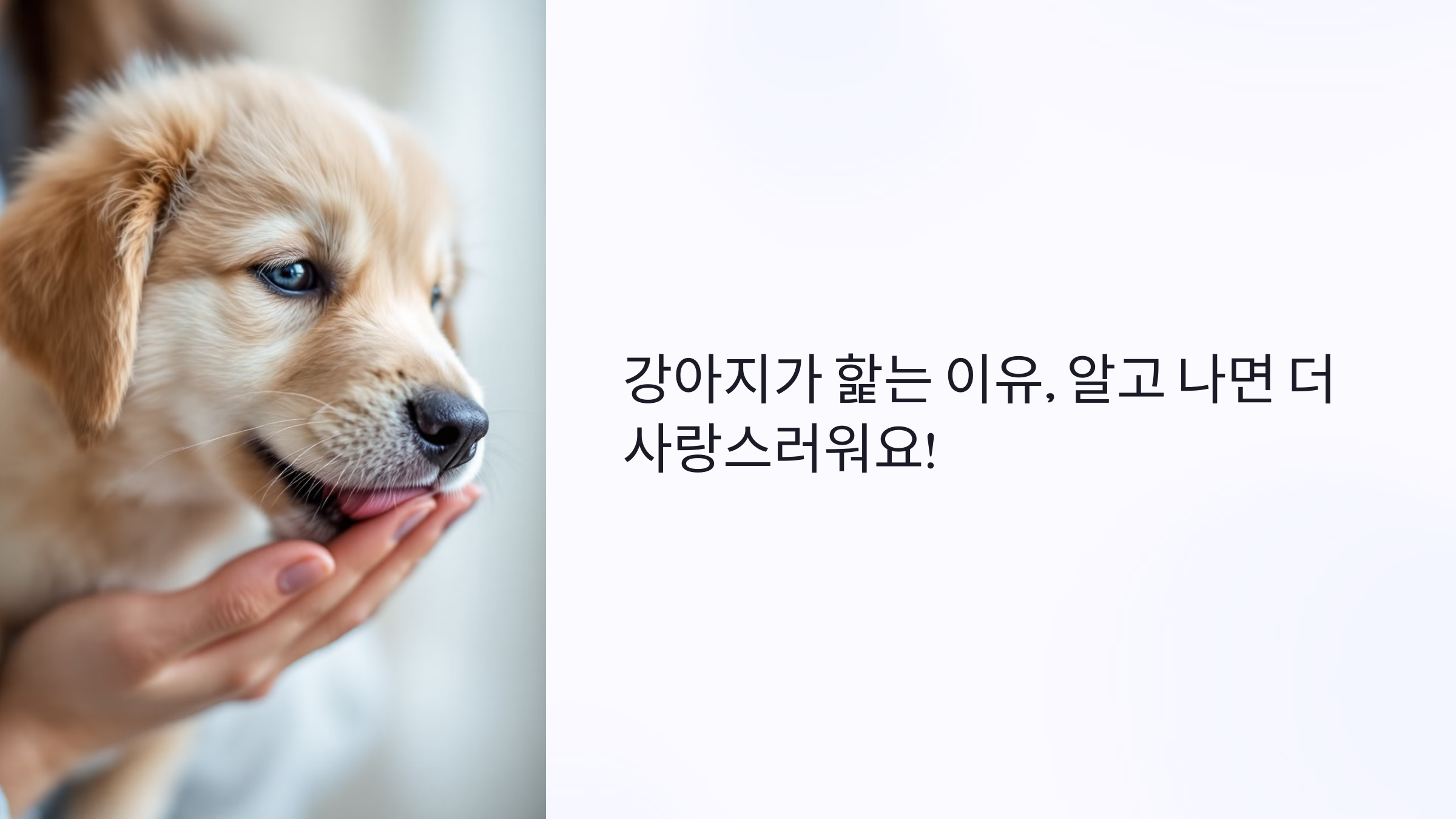 강아지가 핥는 이유