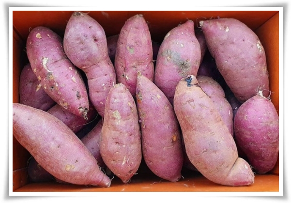 "9월, 고구마 수확 해야죠?" 고구마 수확의 황금 시기와 비밀 노하우!