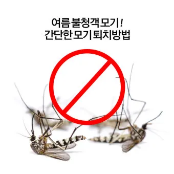모기 박사님 추천 모기 퇴치법과 여름철 모기 없는 집 만들기 실전 전략_2