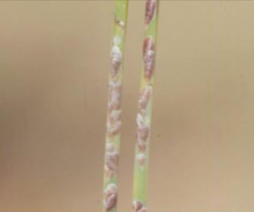 소나무굴깍지벌레