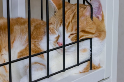 우리 안에서 잠자는 고양이.