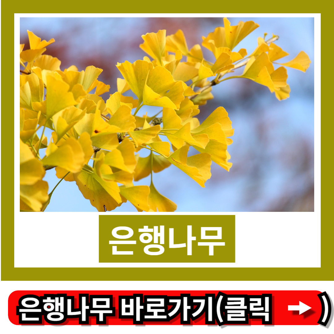 은행나무