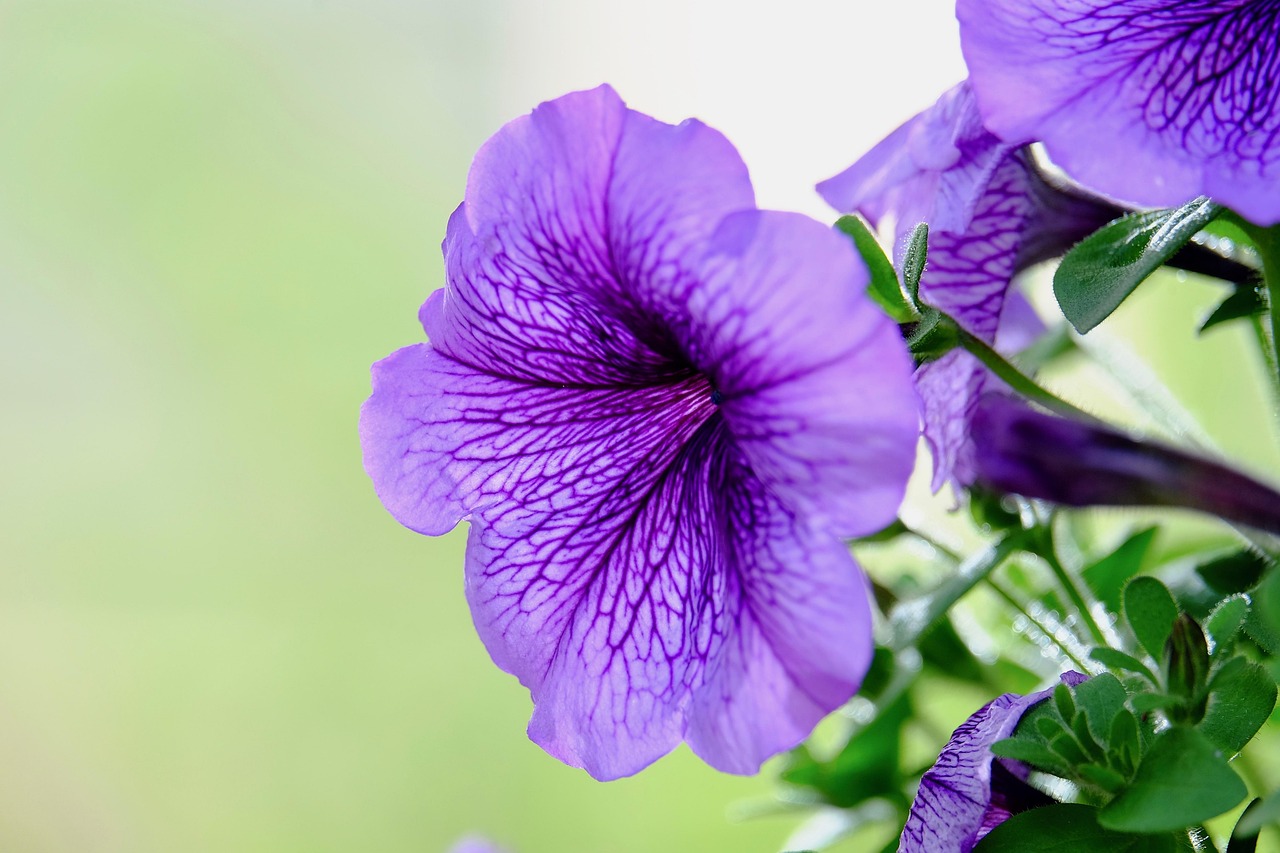 멕시코 나팔꽃(Mexican Morning Glory）