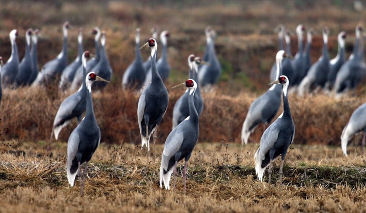 철원 두루미 탐조 방법 코스