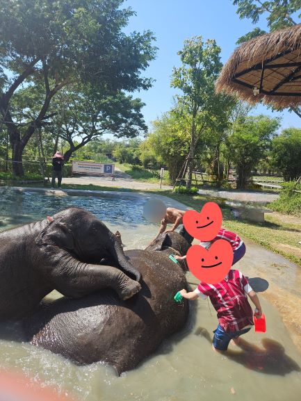 방콕 엘리펀트 파크