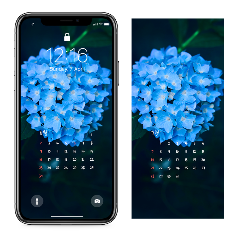 05 파란수국 AB - 2024년6월 아이폰달력배경화면