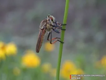 쇠파리에 물리면 증상 대처법과 응급처치 방법 안내_20