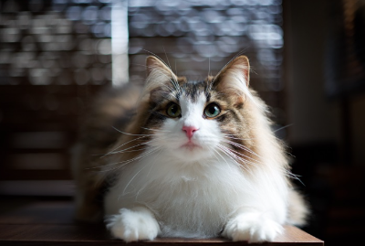 노르웨이 장 포레스트 캣