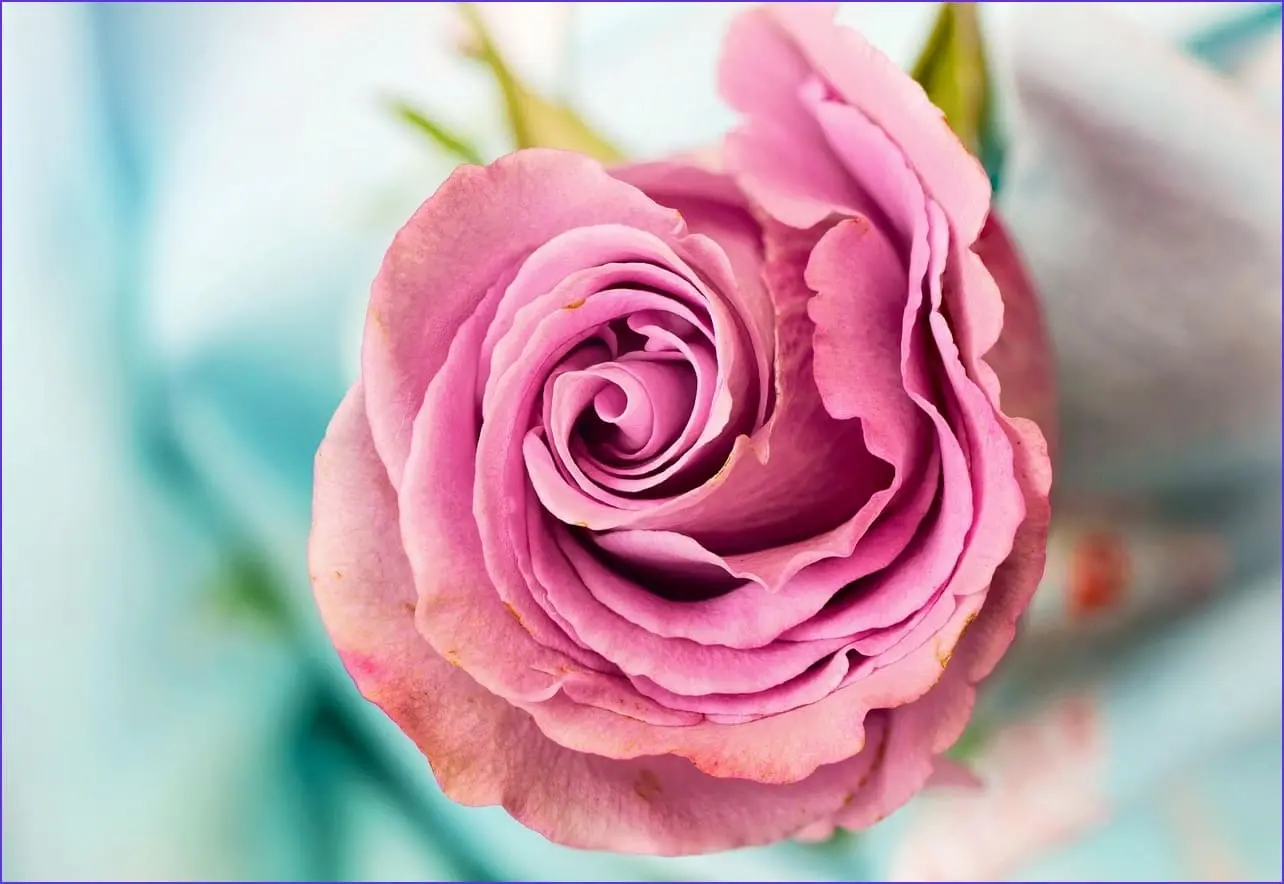 에스캡쳐 다운로드