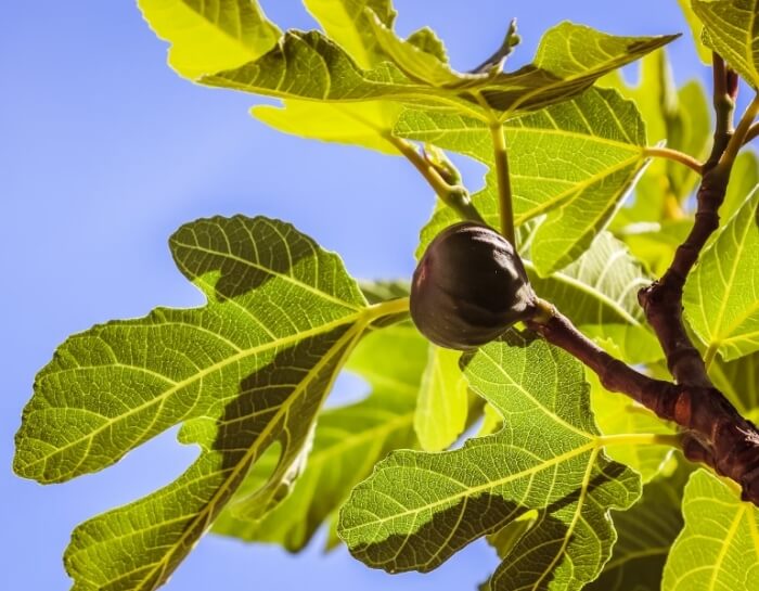 무화과 효능