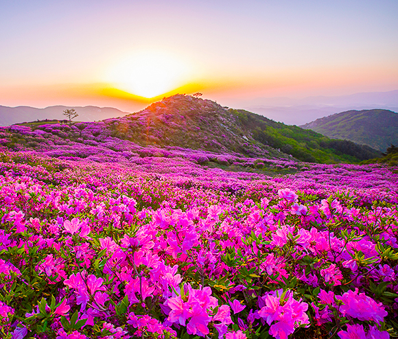 운봉바래봉-철쭉제