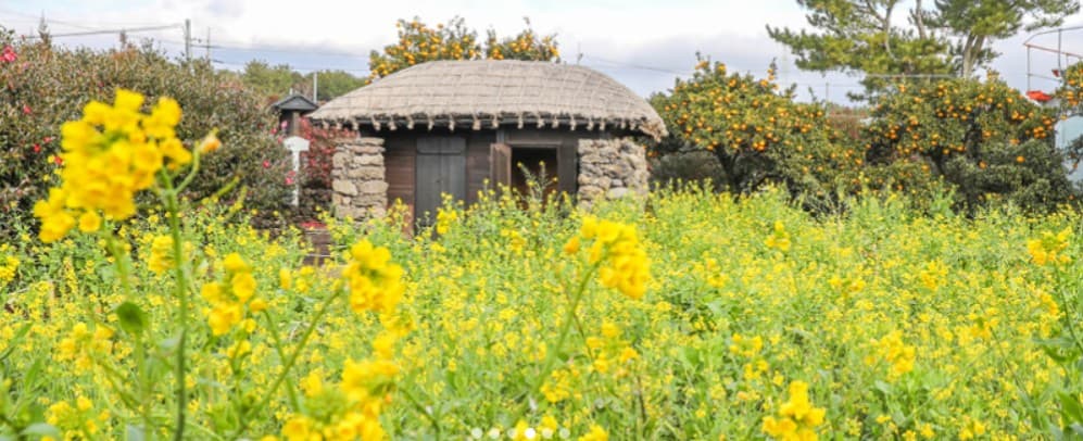 제주도 휴애리 유채꽃축제