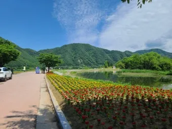 자라섬 꽃 페스타 2025 행사일정 관람 포인트 완전 정리_17