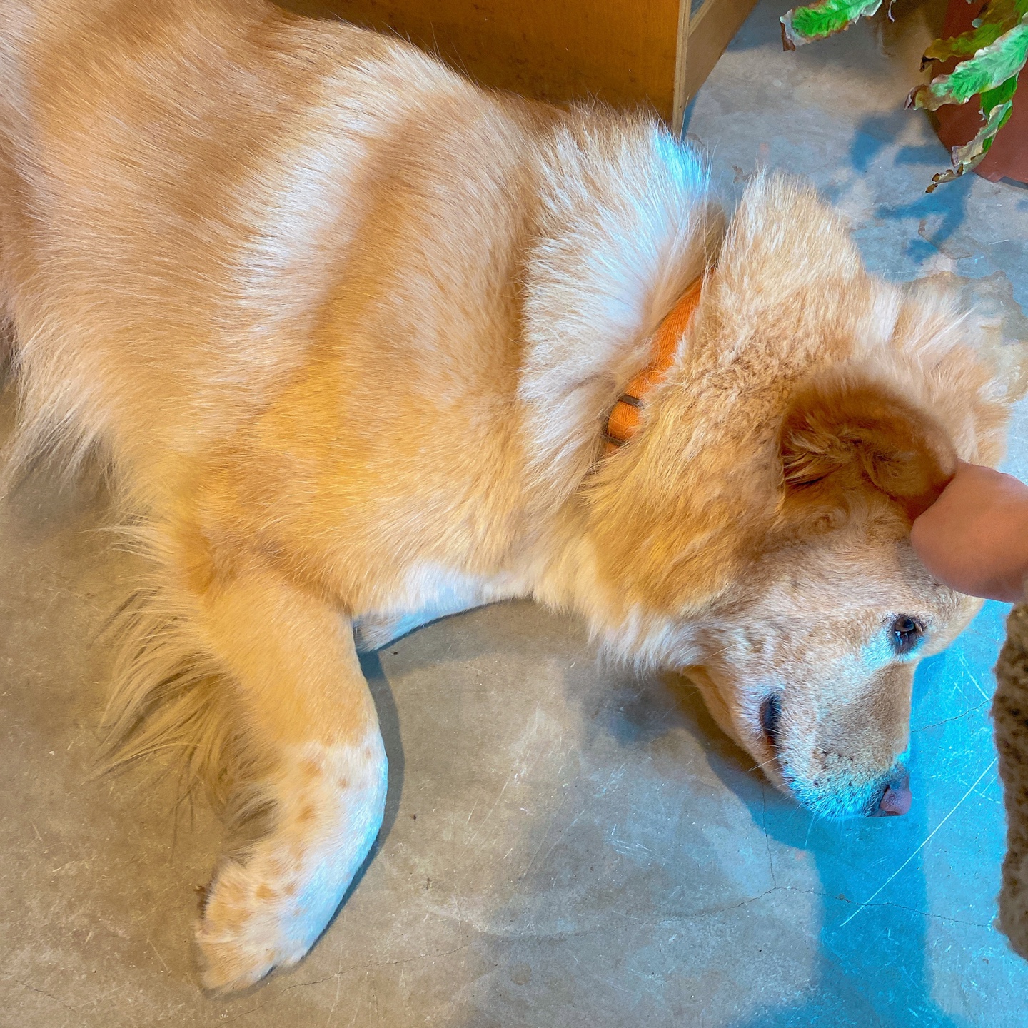 제주 곽지해수욕장 빨간벽돌 주택개조 카페 쿠이