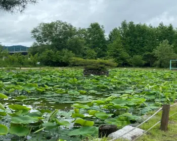 세미원 연꽃축제, 연꽃문화제_18